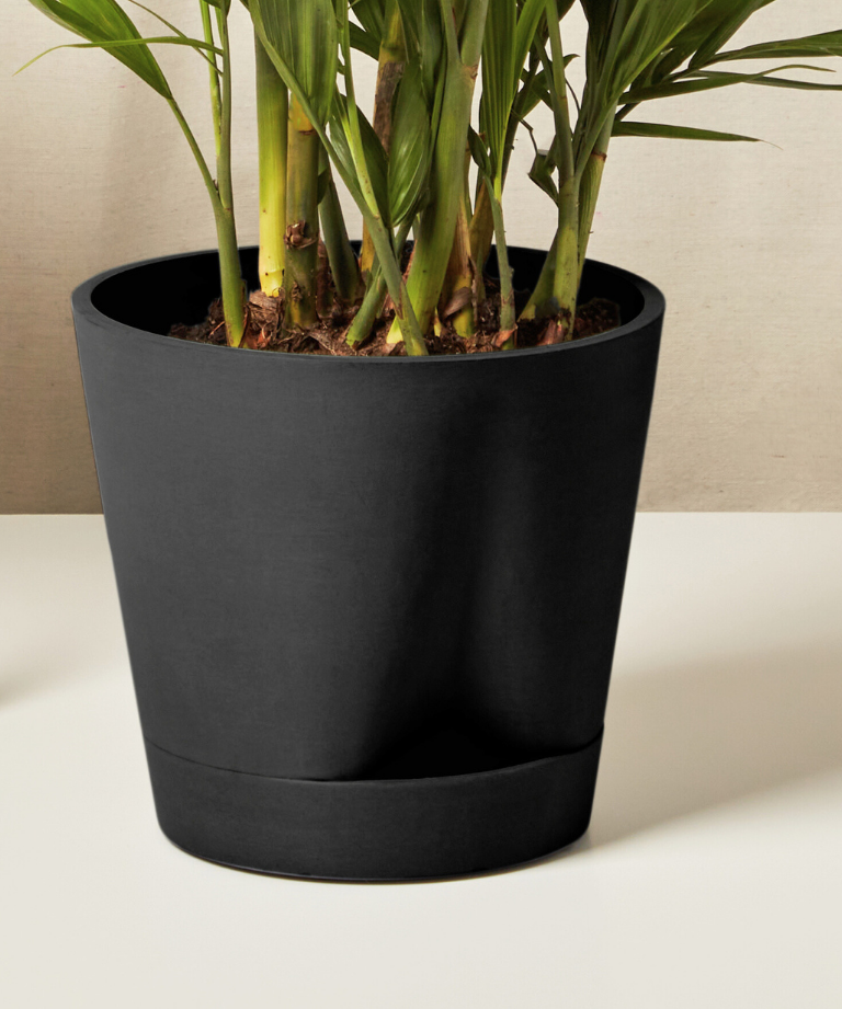 Cat Palm - Lush Tropical Statement Plant