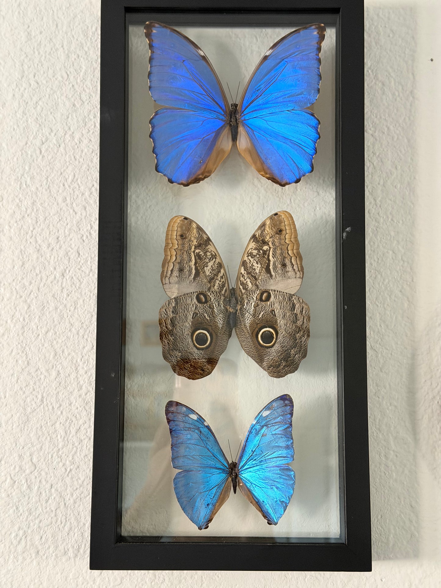 Sustainably Sourced Amazon Rainforest Butterflies