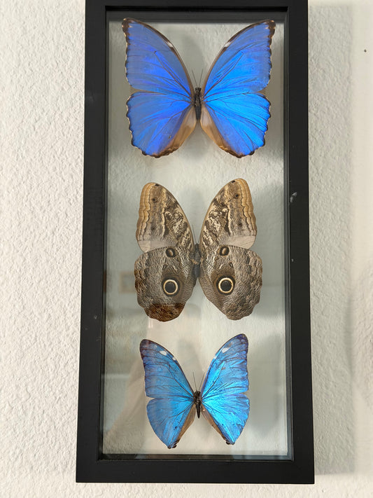 Sustainably Sourced Amazon Rainforest Butterflies