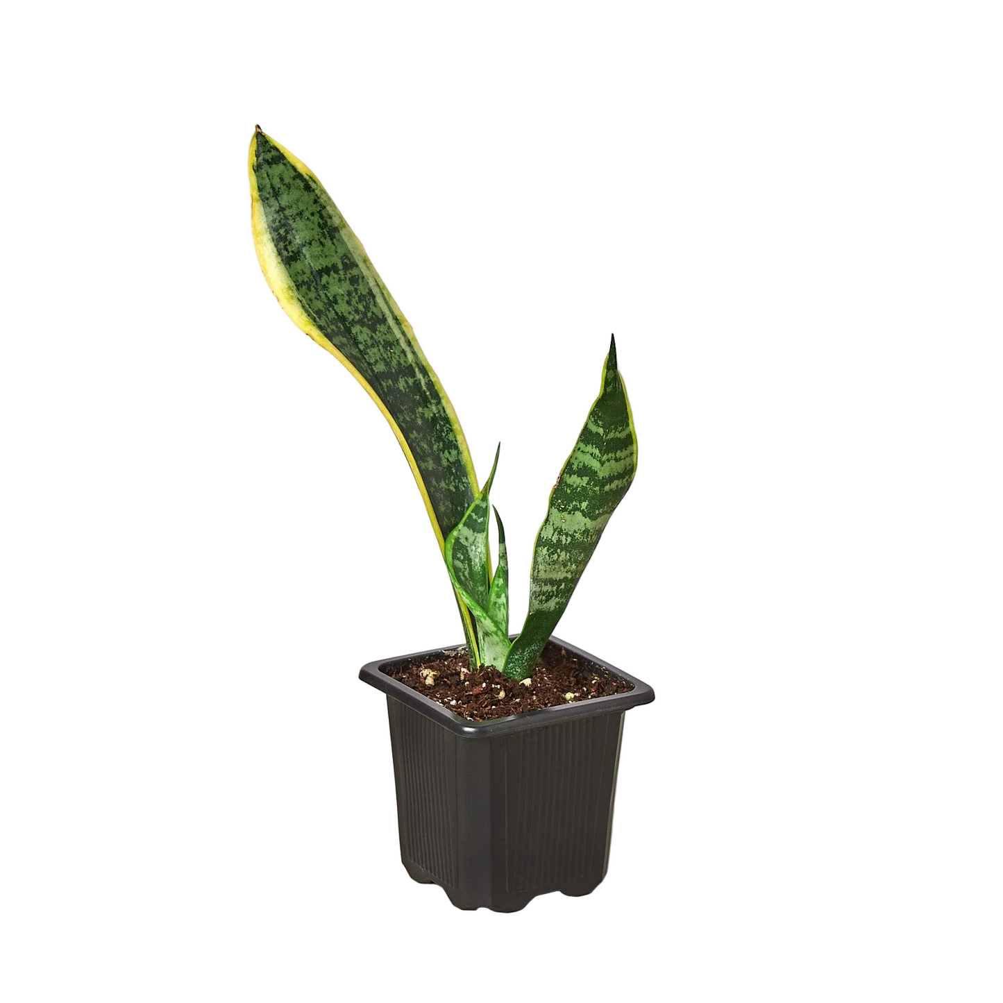 Snake Plant 'Laurentii'