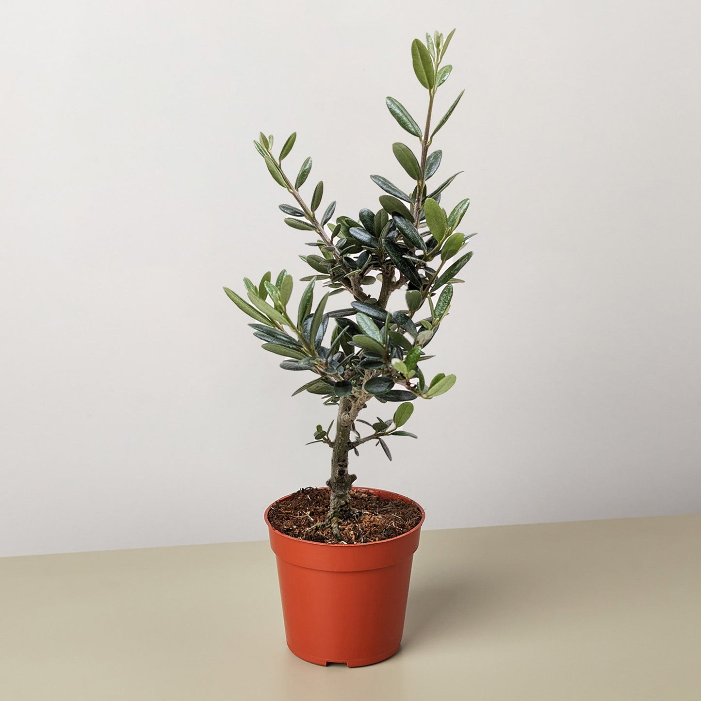 Common Olive Tree - Mediterranean Beauty for Your Home