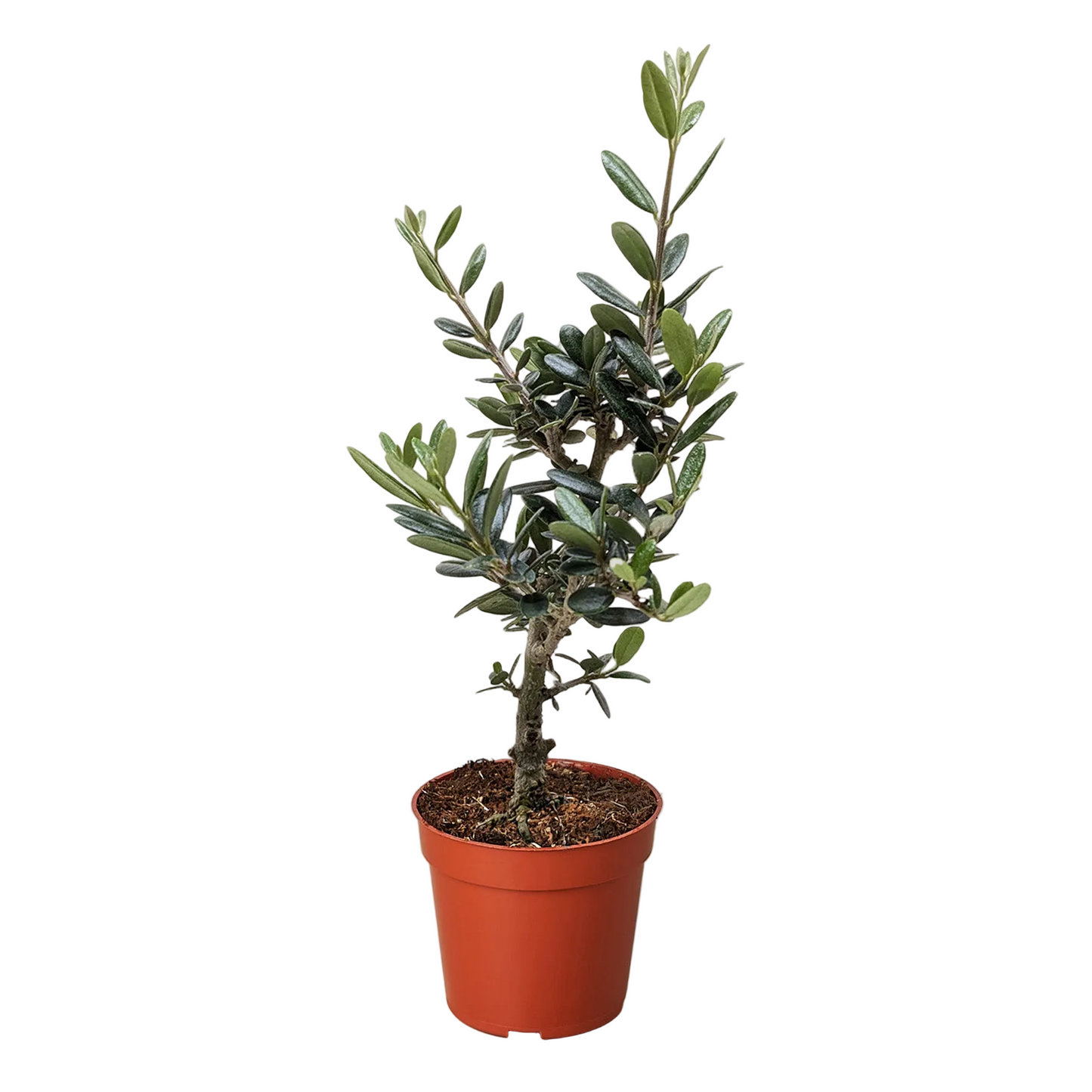Common Olive Tree - Mediterranean Beauty for Your Home