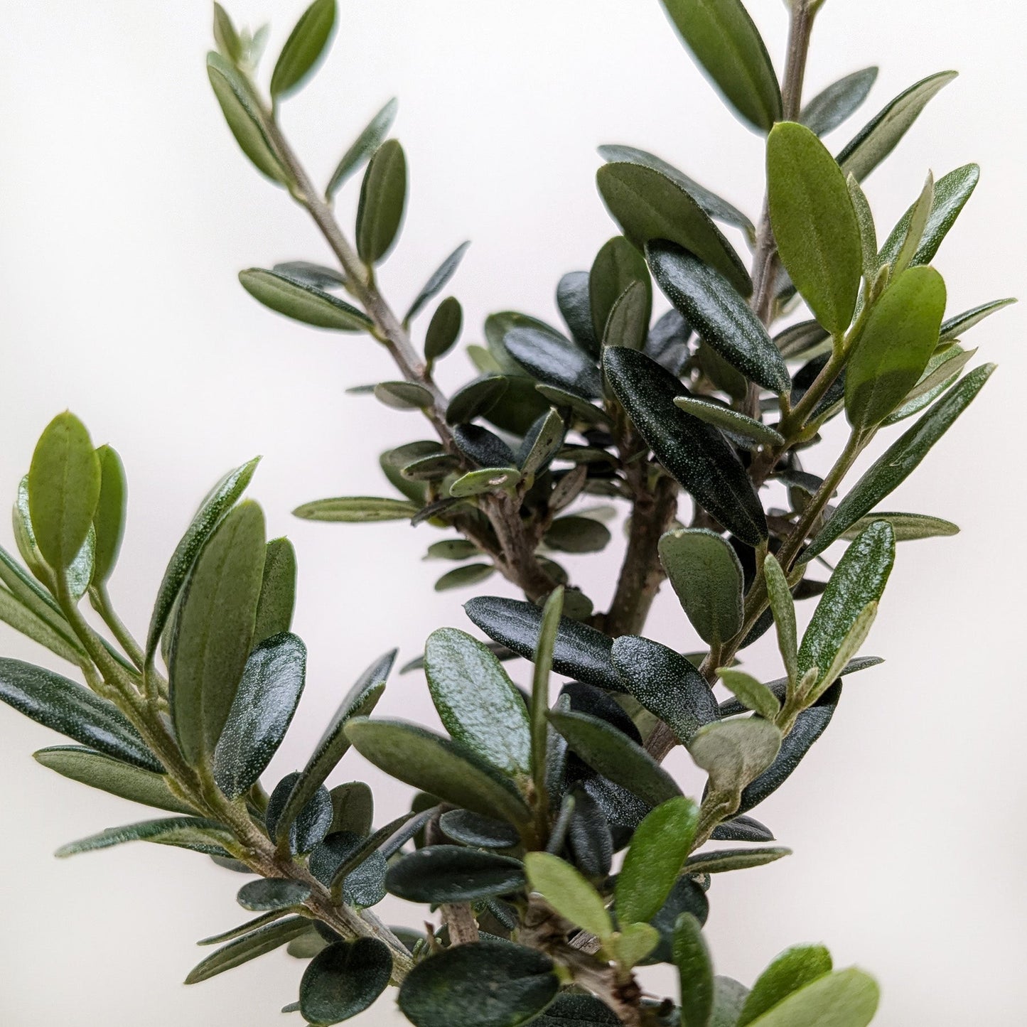 Common Olive Tree - Mediterranean Beauty for Your Home