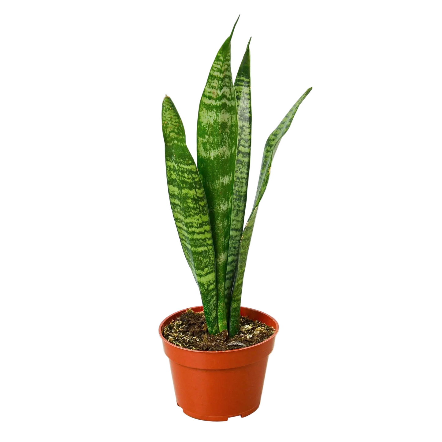 Snake Plant 'Zeylanica'