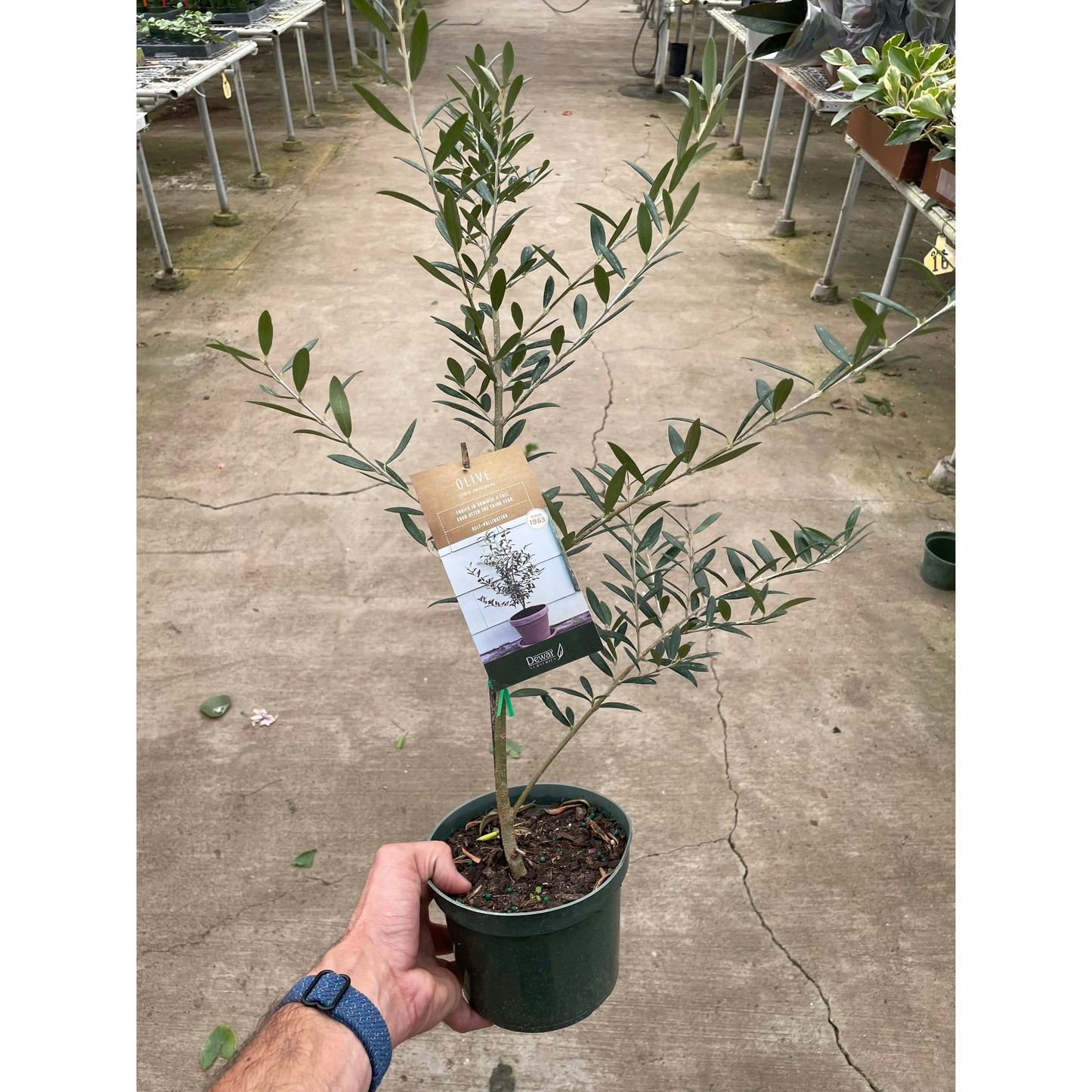 Common Olive Tree - Mediterranean Beauty for Your Home