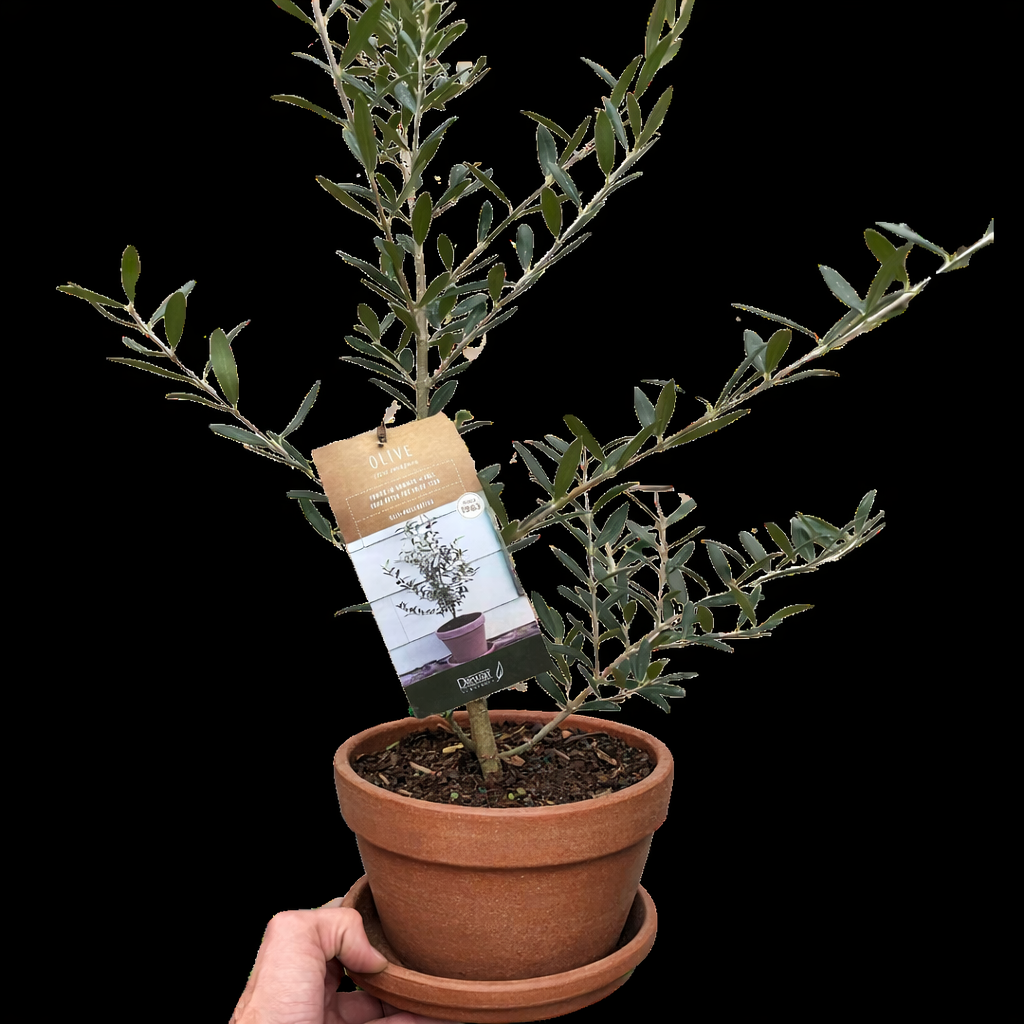 Common Olive Tree - Mediterranean Beauty for Your Home