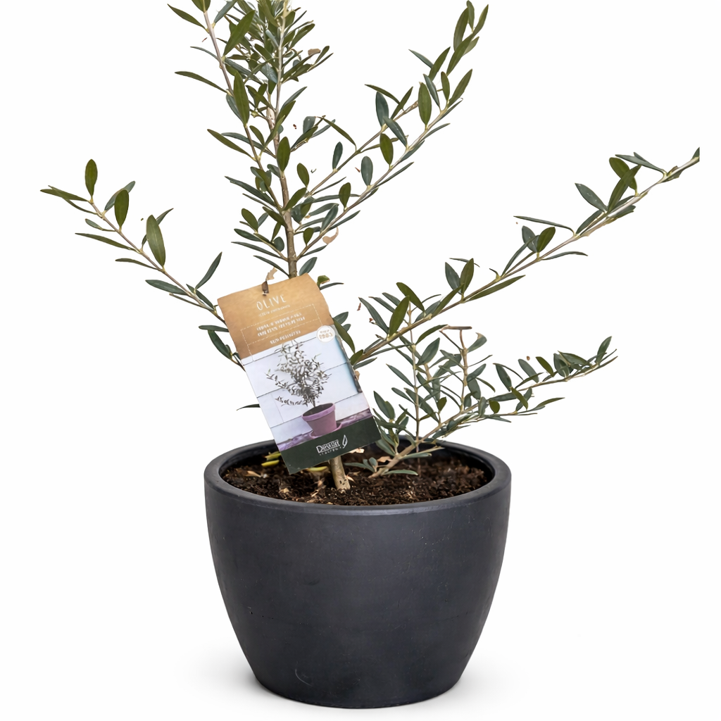 Common Olive Tree - Mediterranean Beauty for Your Home