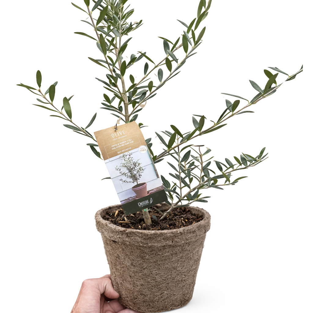 Common Olive Tree - Mediterranean Beauty for Your Home