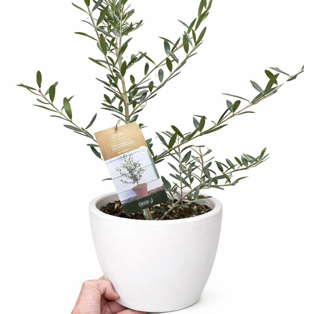 Common Olive Tree - Mediterranean Beauty for Your Home