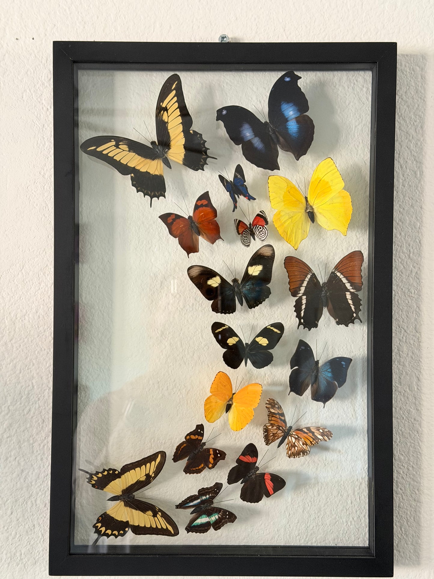 Sustainably Sourced Amazon Rainforest Butterflies
