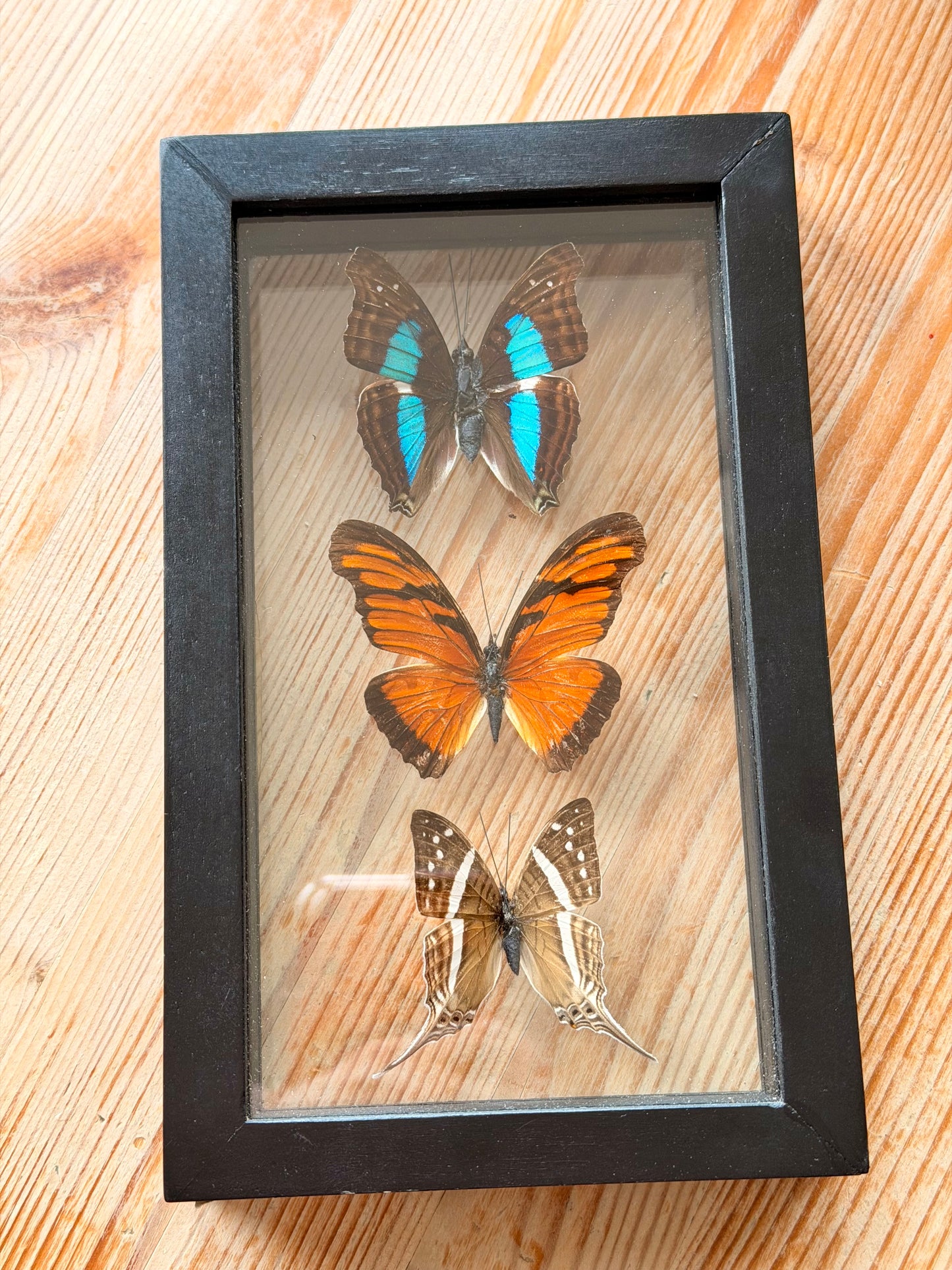 Sustainably Sourced Amazon Rainforest Butterflies
