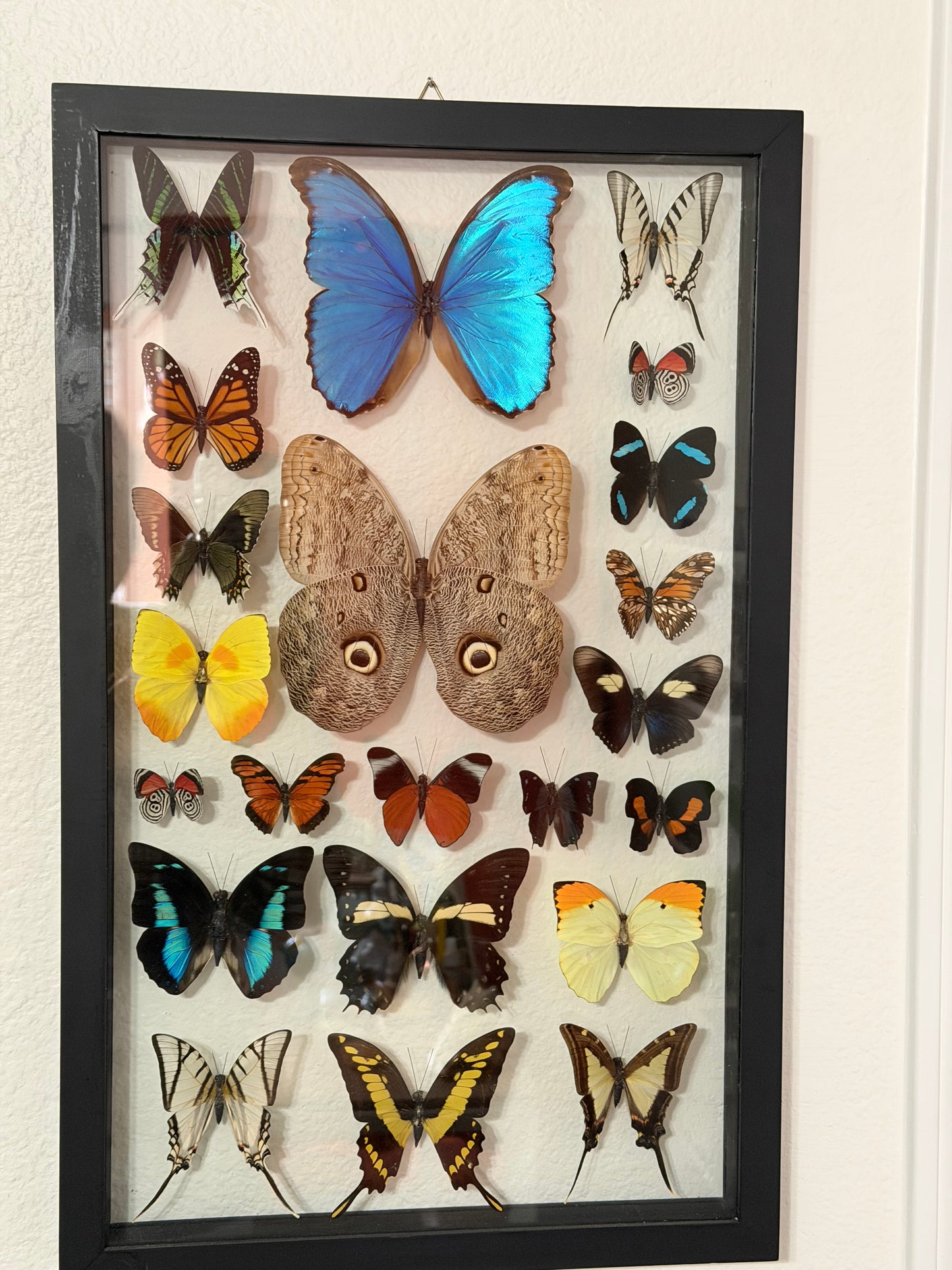 Sustainably Sourced Amazon Rainforest Butterflies