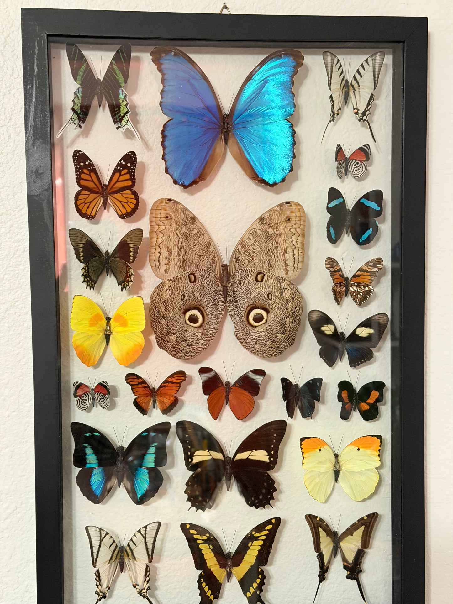 Sustainably Sourced Amazon Rainforest Butterflies