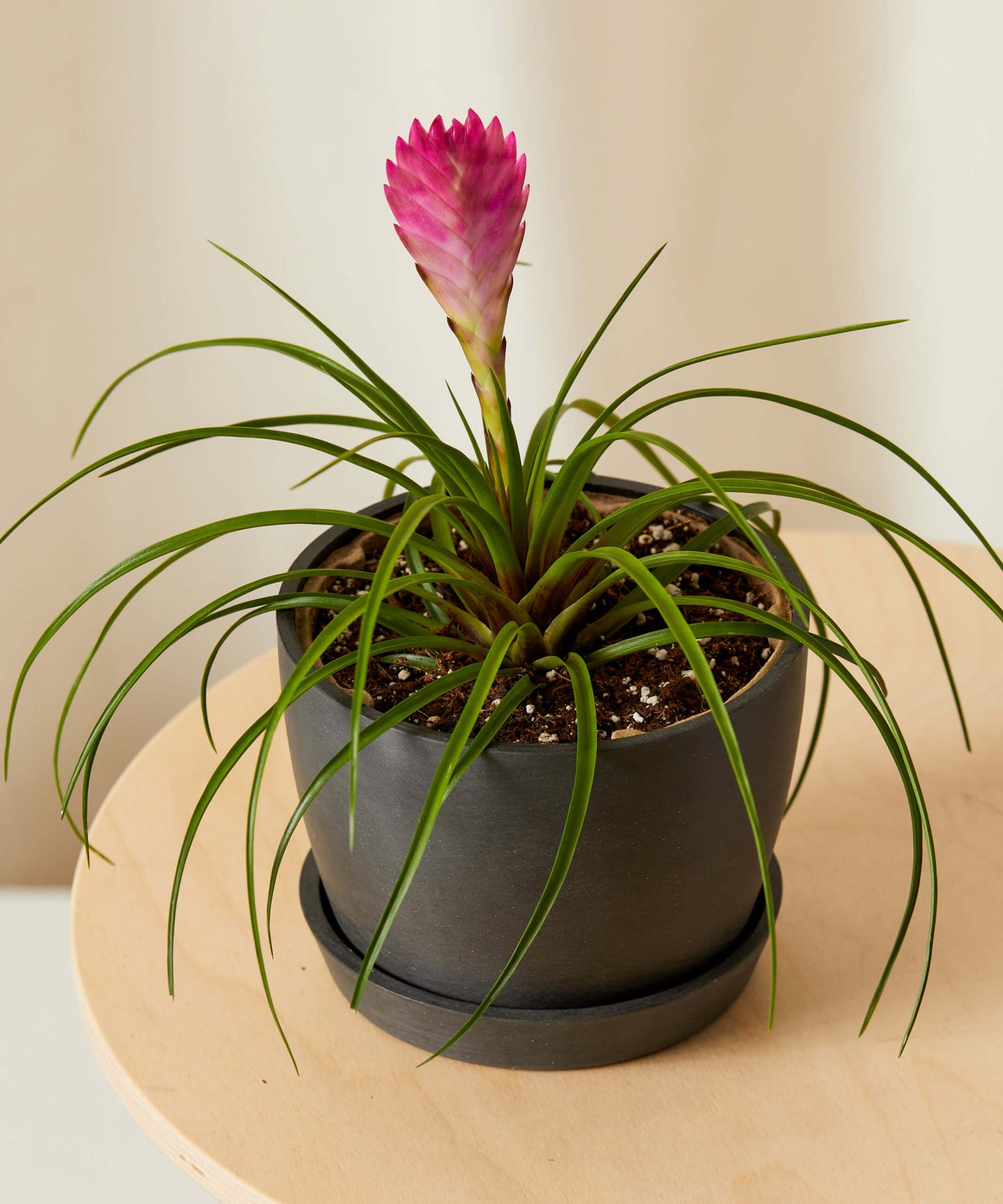 Colorful Tropical Plant Collection - Anthurium & Bromeliad Set