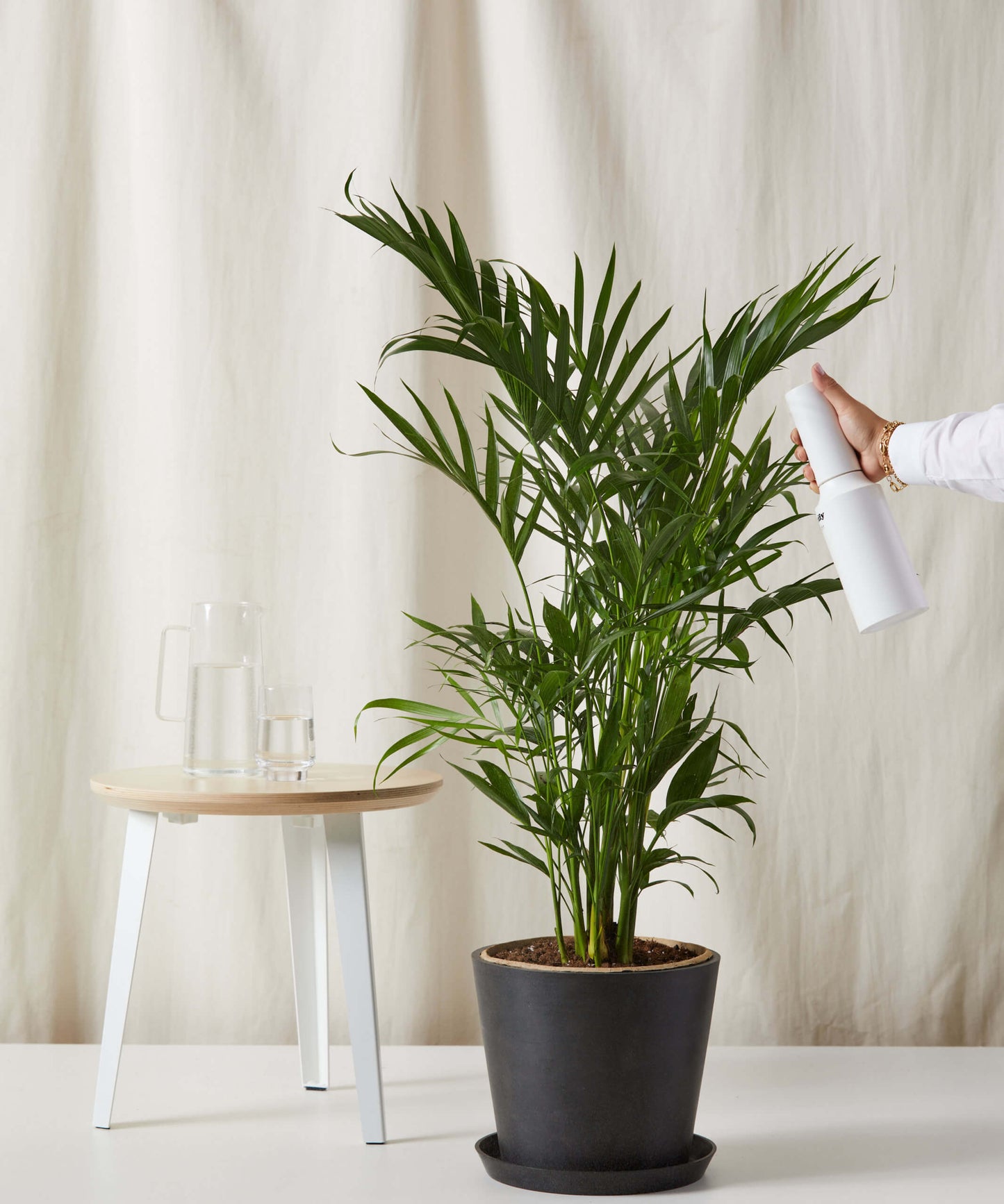 Cat Palm - Lush Tropical Statement Plant