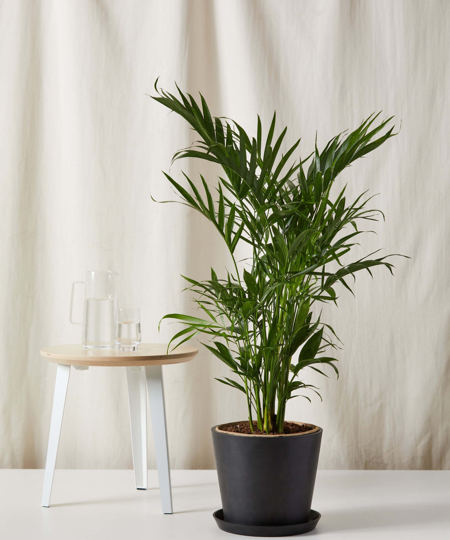Cat Palm - Lush Tropical Statement Plant