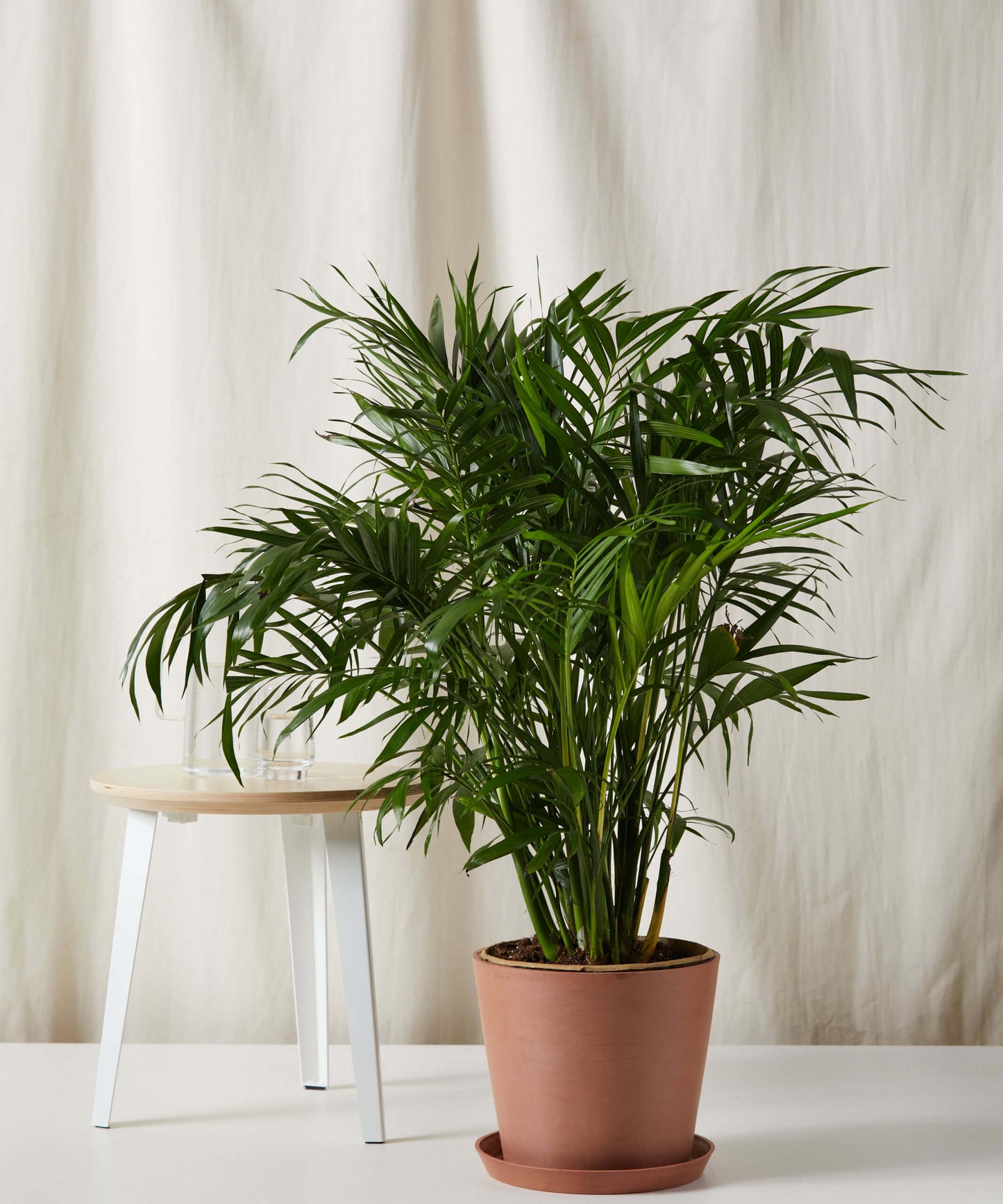 Cat Palm - Lush Tropical Statement Plant