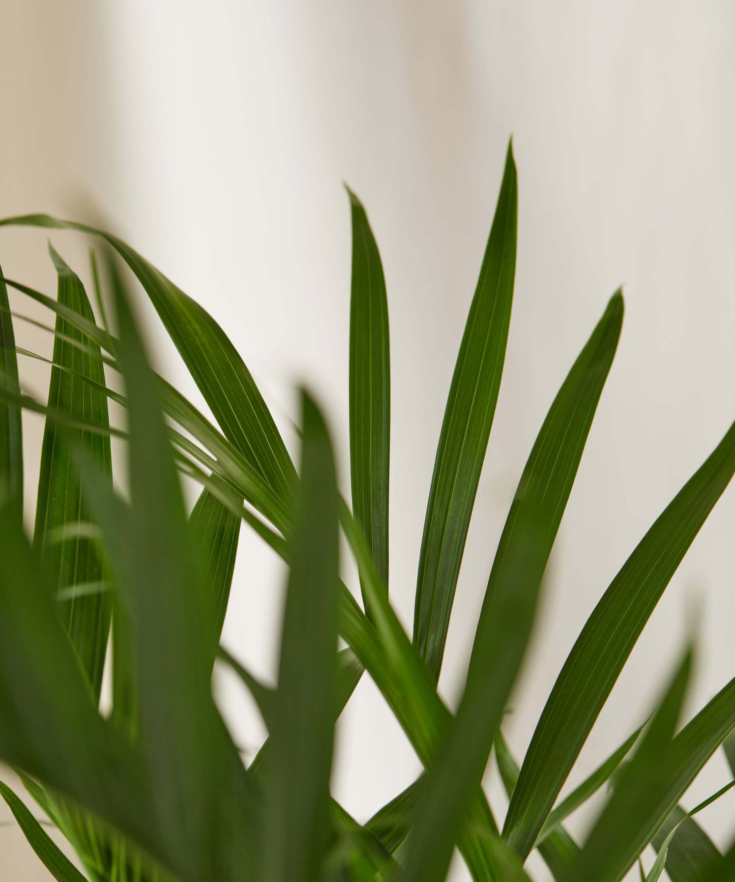 Cat Palm - Lush Tropical Statement Plant