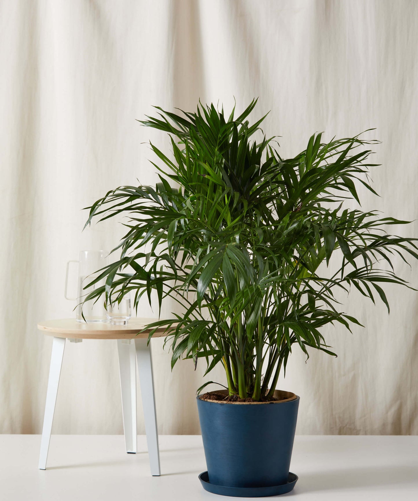 Cat Palm - Lush Tropical Statement Plant