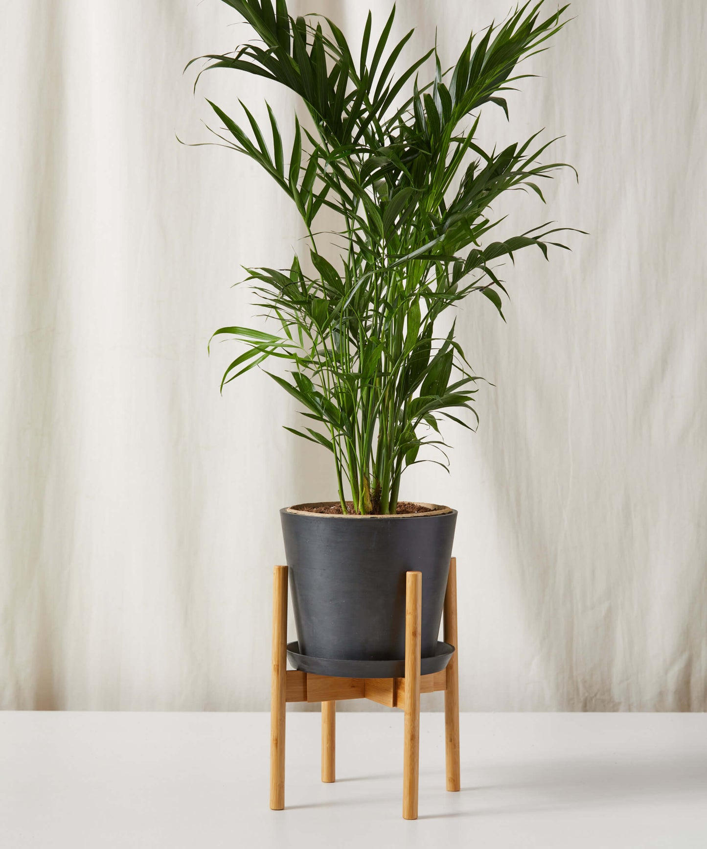 Cat Palm - Lush Tropical Statement Plant