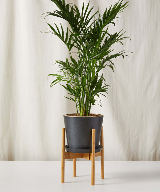 Cat Palm - Lush Tropical Statement Plant