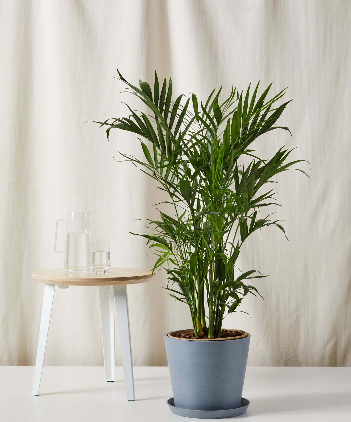 Cat Palm - Lush Tropical Statement Plant