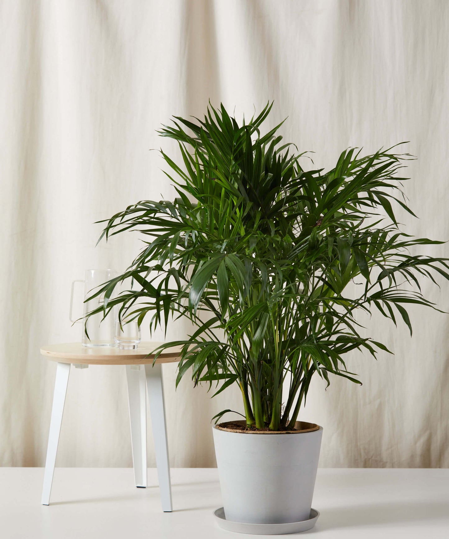 Cat Palm - Lush Tropical Statement Plant