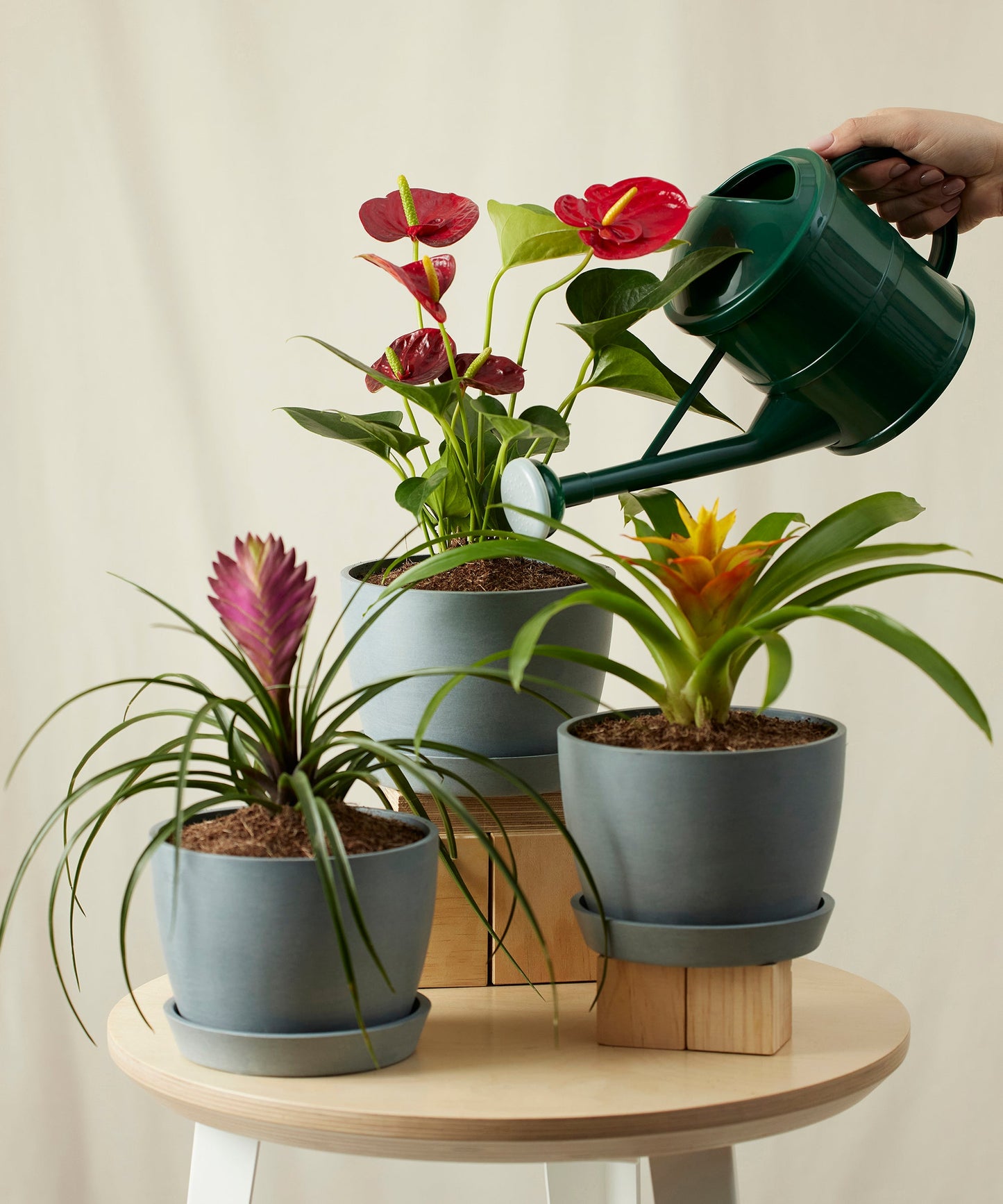 Colorful Tropical Plant Collection - Anthurium & Bromeliad Set
