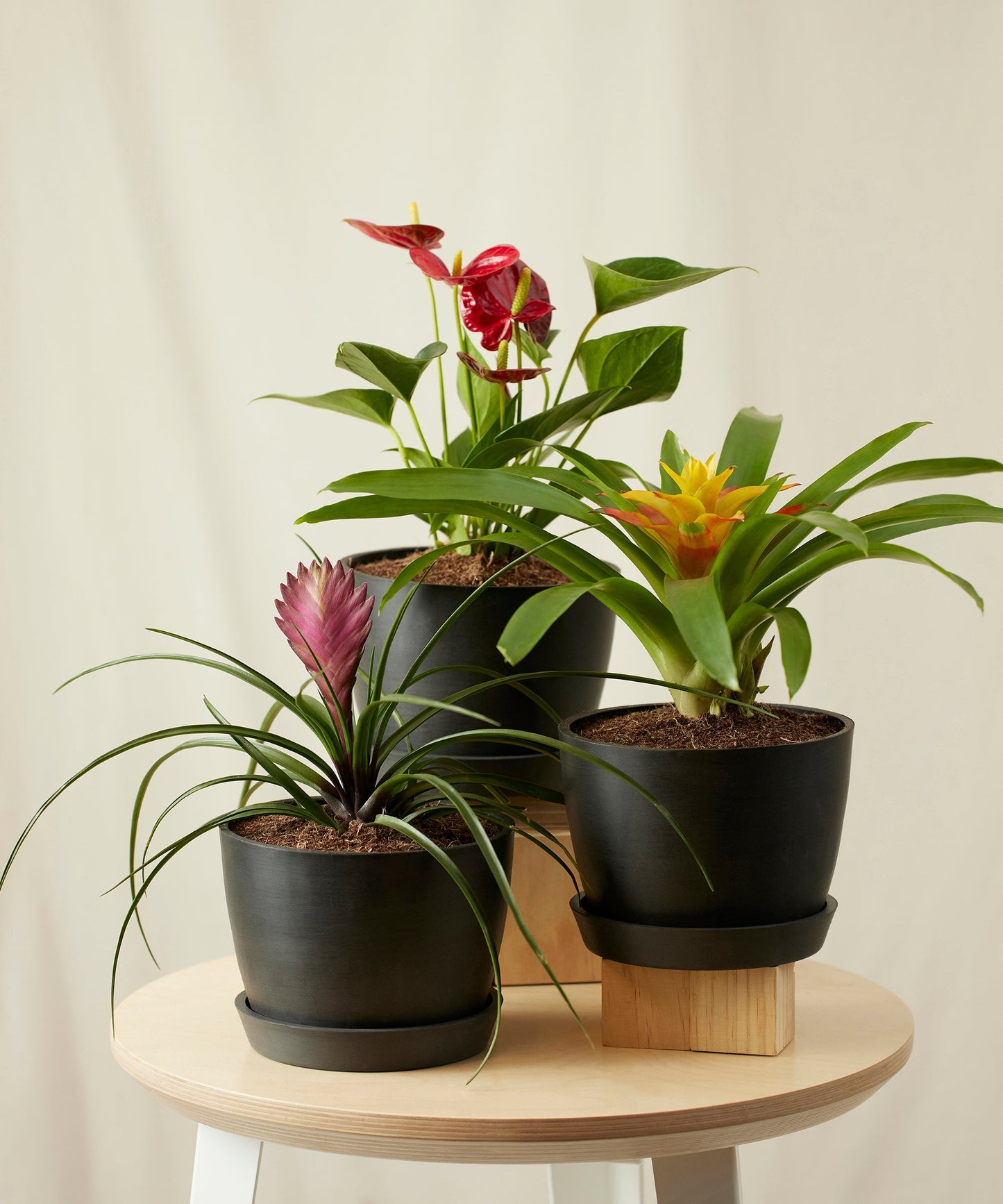 Colorful Tropical Plant Collection - Anthurium & Bromeliad Set