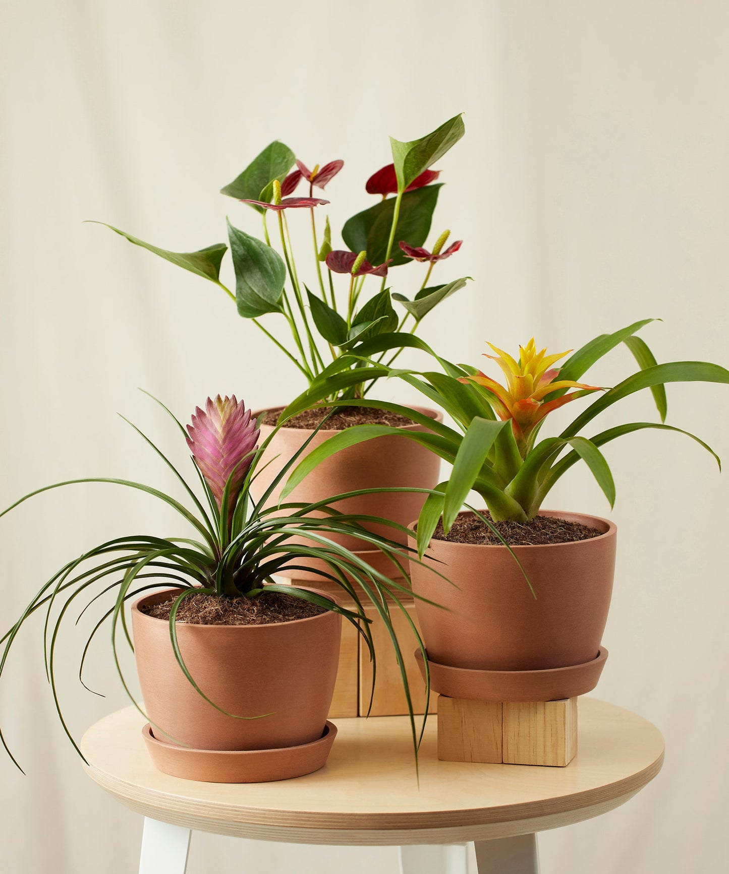 Colorful Tropical Plant Collection - Anthurium & Bromeliad Set