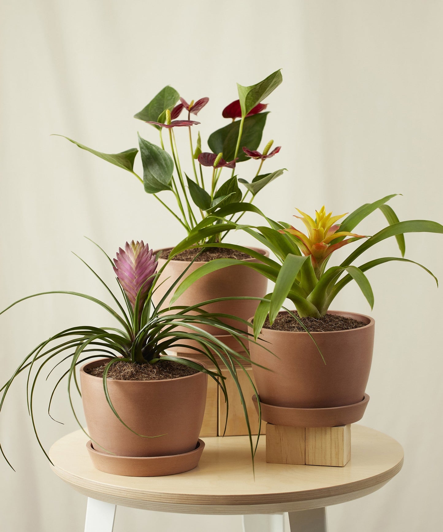 Colorful Tropical Plant Collection - Anthurium & Bromeliad Set