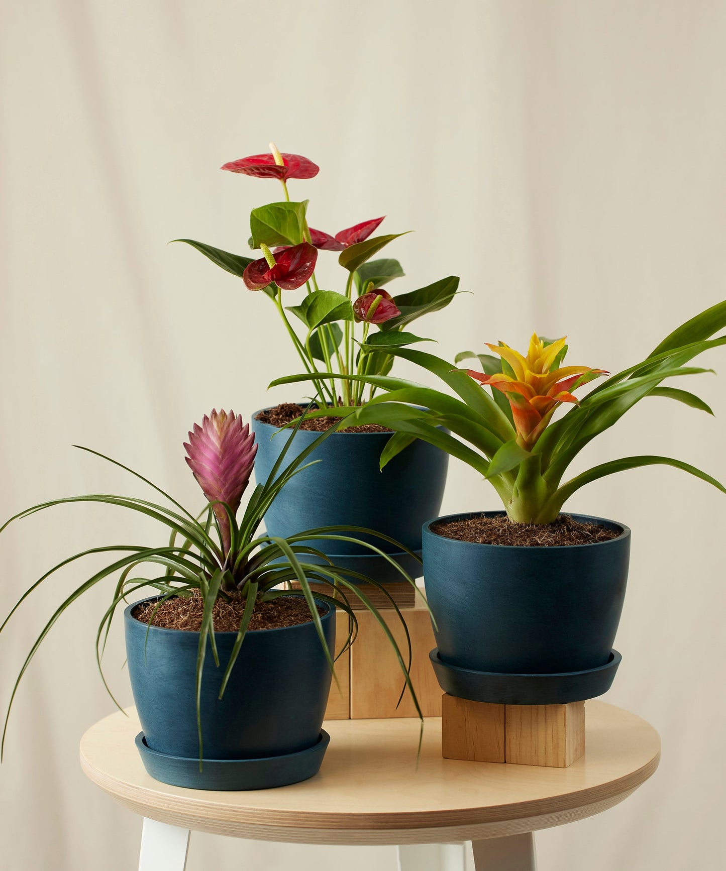 Colorful Tropical Plant Collection - Anthurium & Bromeliad Set