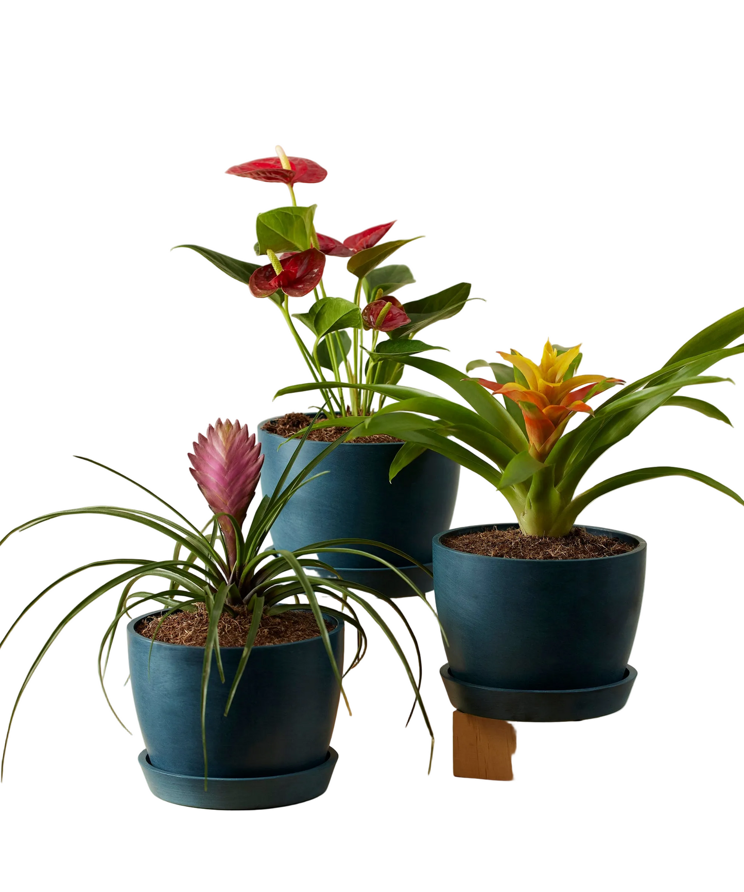 Colorful Tropical Plant Collection - Anthurium & Bromeliad Set