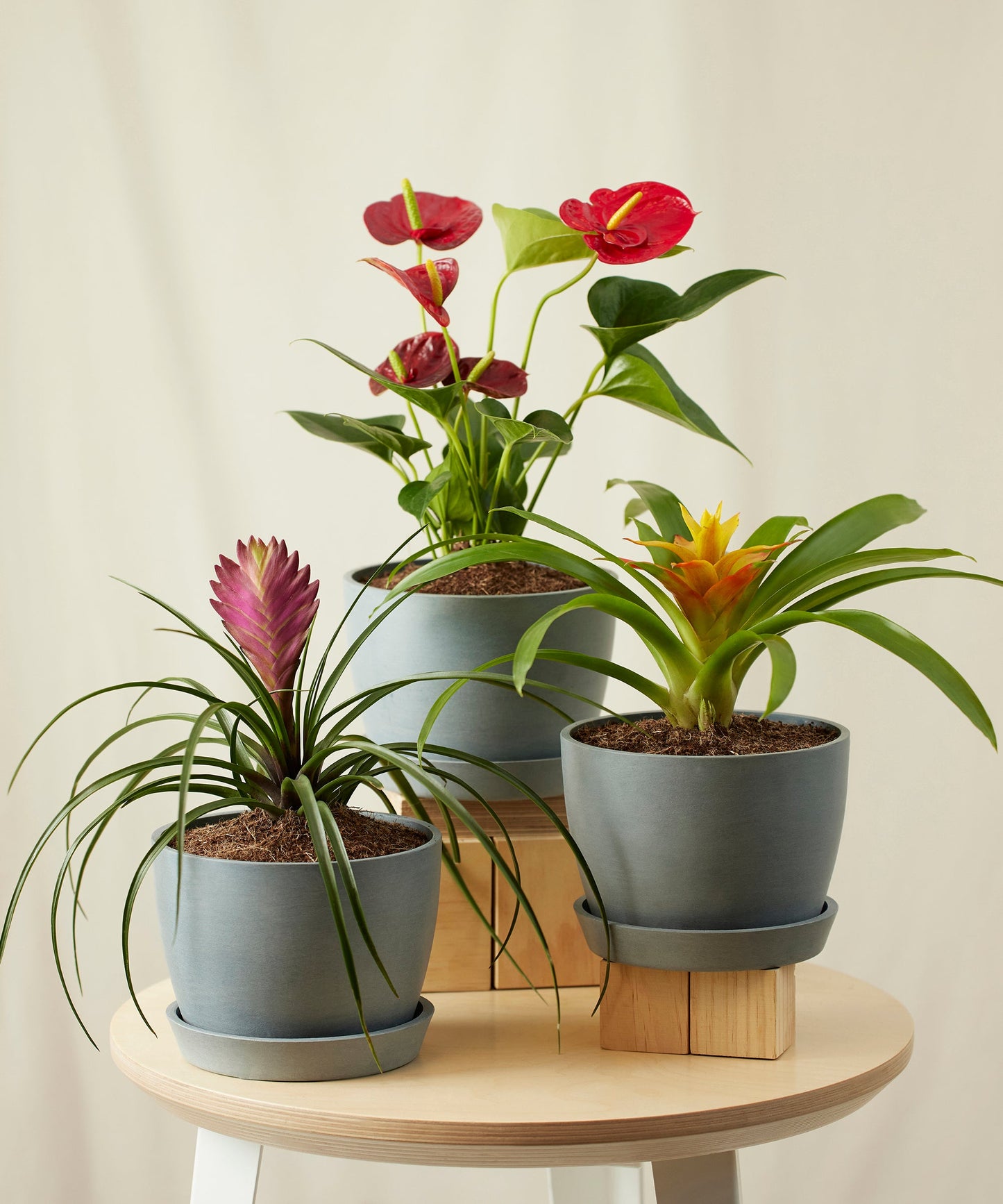 Colorful Tropical Plant Collection - Anthurium & Bromeliad Set