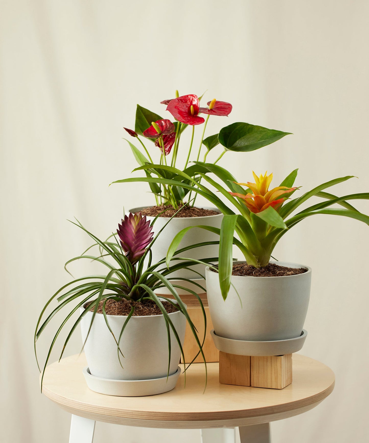 Colorful Tropical Plant Collection - Anthurium & Bromeliad Set