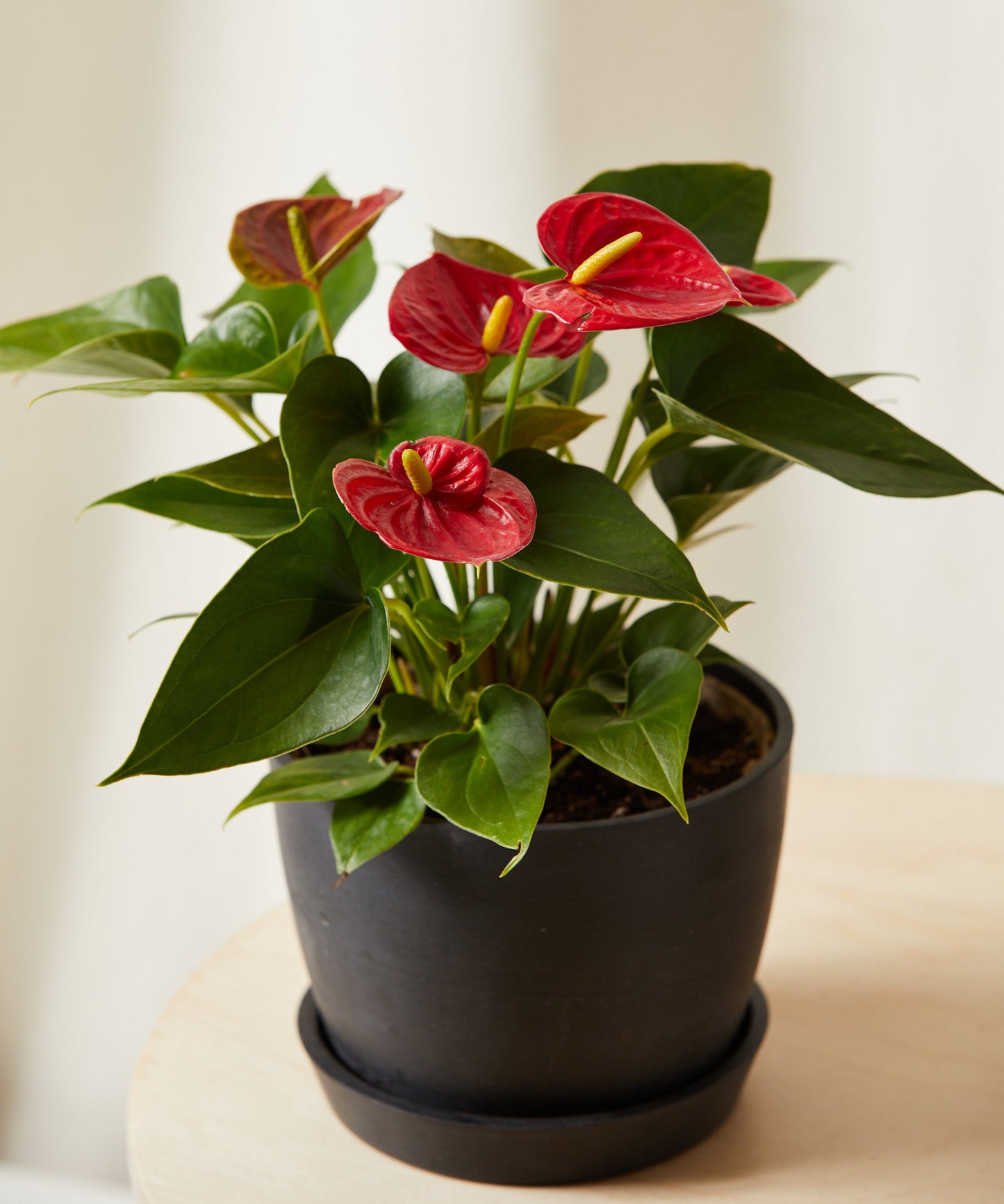 Colorful Tropical Plant Collection - Anthurium & Bromeliad Set