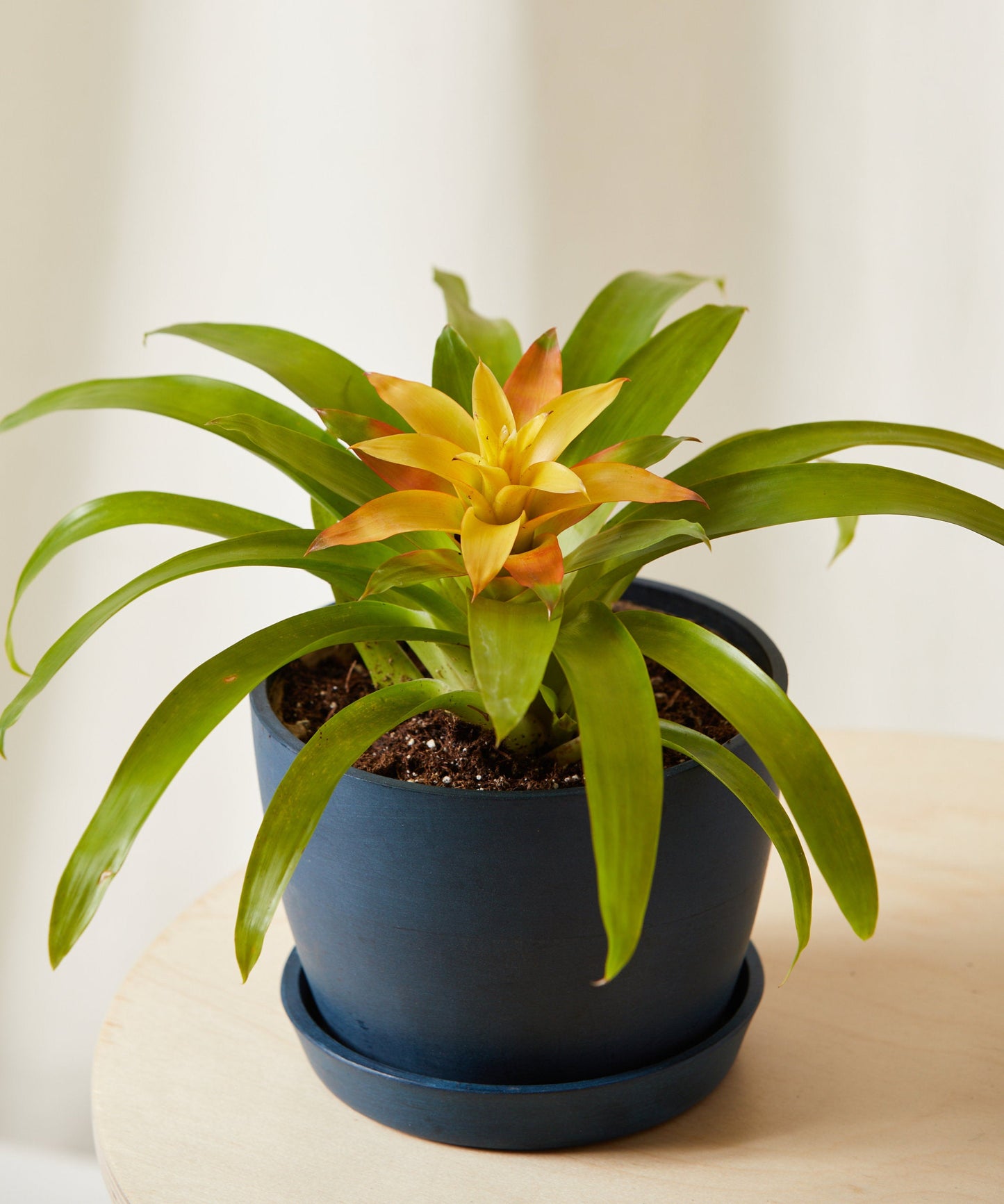 Colorful Tropical Plant Collection - Anthurium & Bromeliad Set