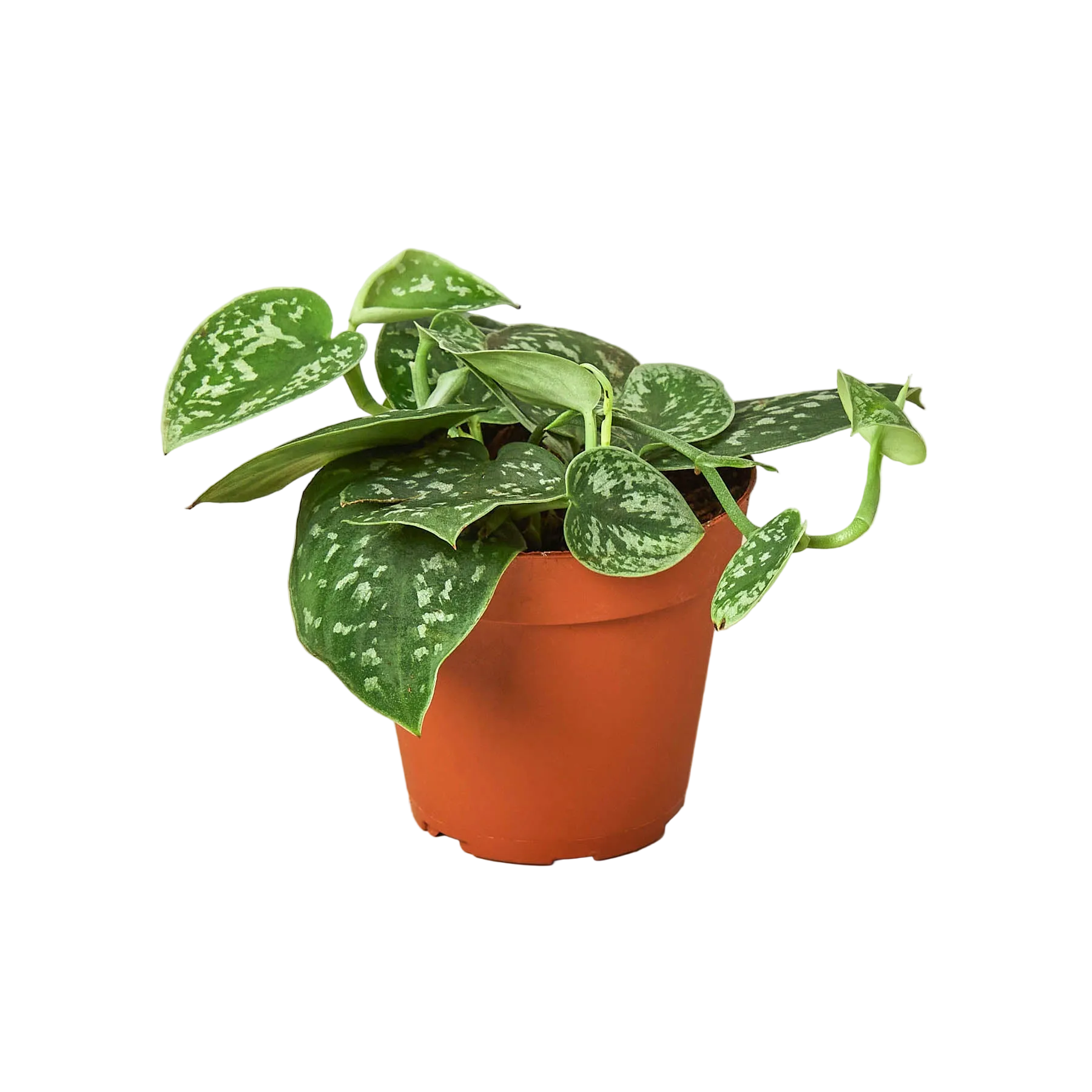 Potted plant with speckled leaves on a white background, labeled as 'Rare Plant'.