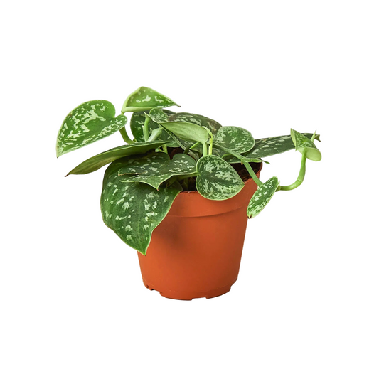 Potted plant with speckled leaves on a white background, labeled as 'Rare Plant'.